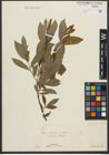 Foto von Salix purpurea L. x Salix silesiaca Willd.